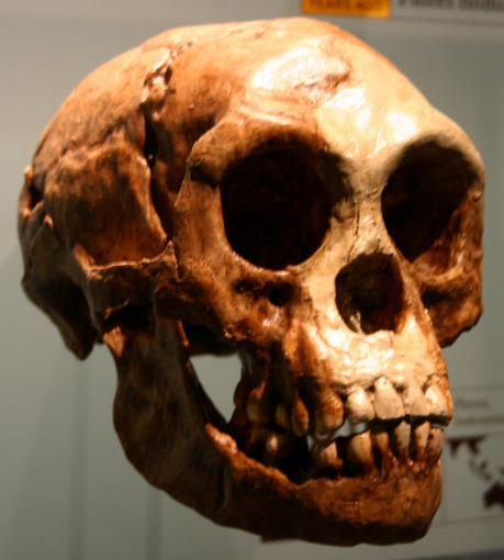 Ryan Somma, <a href="https://creativecommons.org/licenses/by-sa/2.0/deed.en">cc by-sa 2.0</a> 			(Zdroj: <a href="https://commons.wikimedia.org/wiki/File:Homo_floresiensis.jpg">Wikimedia Commons</a>)