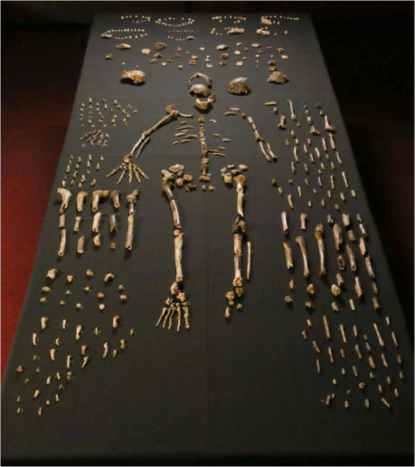 Lee Roger Berger research team, <a href="https://creativecommons.org/licenses/by/4.0/deed.en">cc by 4.0</a> 			(Zdroj: <a href="https://commons.wikimedia.org/wiki/File:Homo_naledi_skeletal_specimens.jpg">Wikimedia Commons</a>)